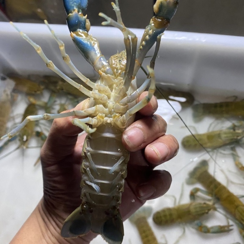 【龙虾苗】波士顿龙虾苗澳洲淡水龙虾苗苗场直发提供技术