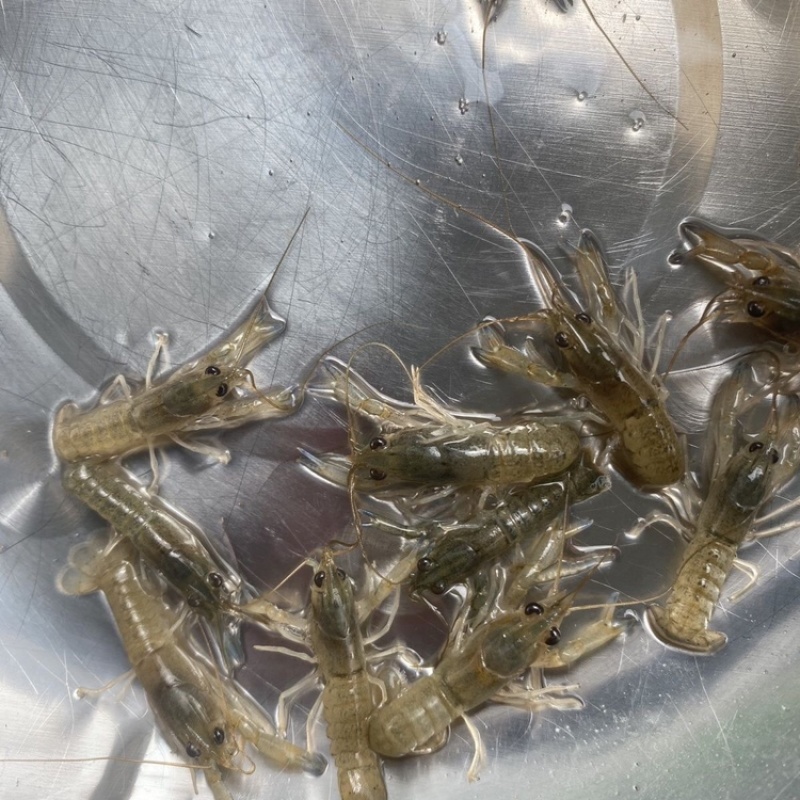 【龙虾苗】波士顿龙虾苗澳洲淡水龙虾苗苗场直发提供技术
