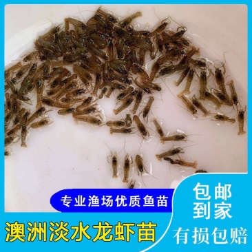 【龙虾苗】波士顿龙虾苗澳洲淡水龙虾苗苗场直发提供技术
