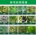 锐金它-108克/升高效氟吡甲禾灵杂草除草剂