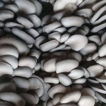 《鲜平菇》四川新鲜采摘产地直供常年供应可全国发货