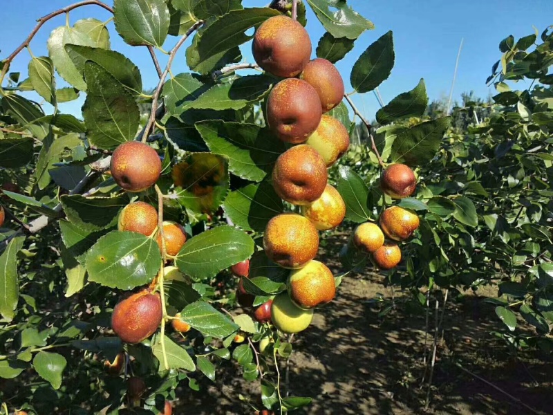 山东富硒大梨枣种植基地，产地直发，品质保证，量大从优