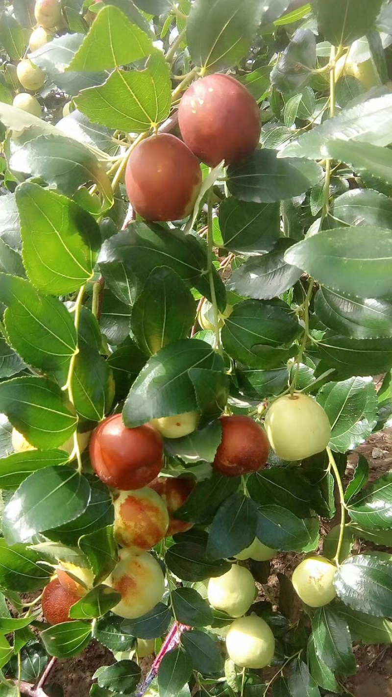 山东富硒大梨枣种植基地，产地直发，品质保证，量大从优