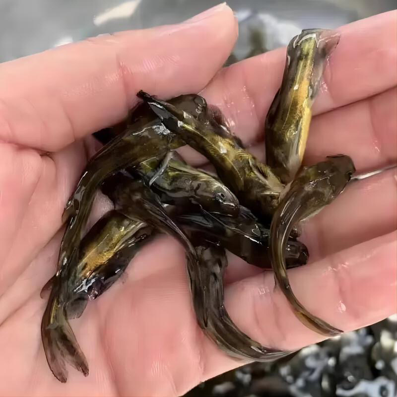 【黄骨鱼苗】杂交黄骨鱼苗黄颡鱼苗大量供应规格齐全