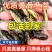 【黄骨鱼苗】杂交黄骨鱼苗黄颡鱼苗大量供应规格齐全