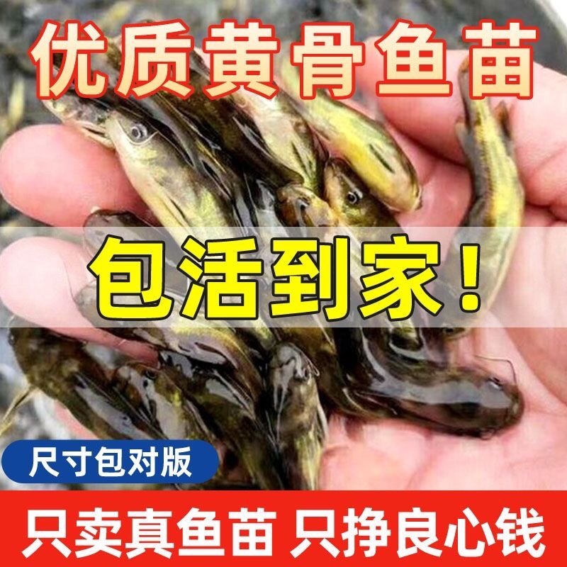 【黄骨鱼苗】杂交黄骨鱼苗黄颡鱼苗大量供应规格齐全