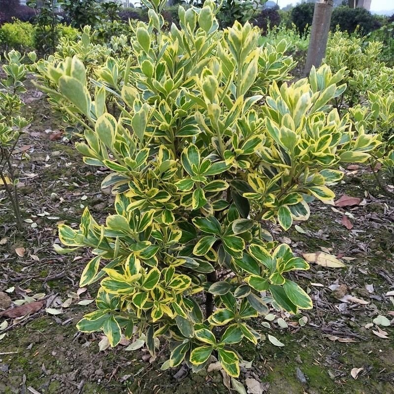 金边黄杨树苗绿植围墙庭院四季常青绿化工程树苗篱笆植物