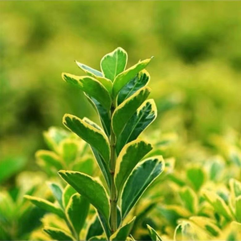 金边黄杨树苗绿植围墙庭院四季常青绿化工程树苗篱笆植物