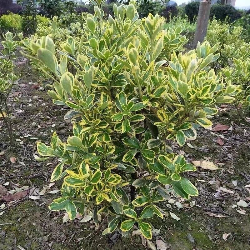 金边黄杨树苗绿植围墙庭院四季常青绿化工程树苗篱笆植物