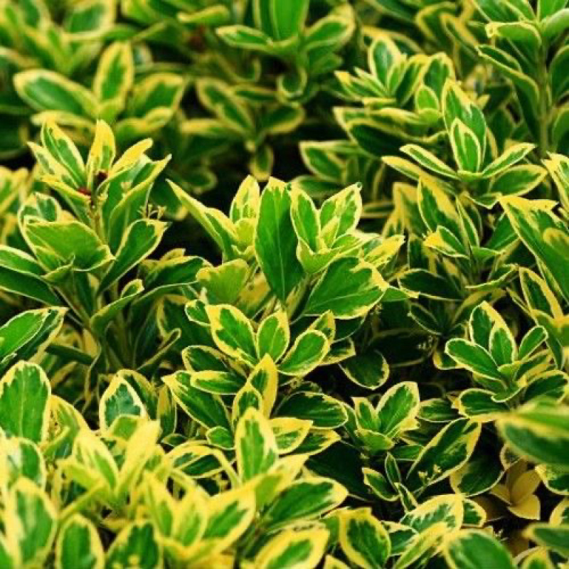 金边黄杨树苗绿植围墙庭院四季常青绿化工程树苗篱笆植物