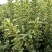 金边黄杨树苗绿植围墙庭院四季常青绿化工程树苗篱笆植物