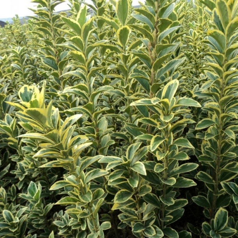 金边黄杨树苗绿植围墙庭院四季常青绿化工程树苗篱笆植物