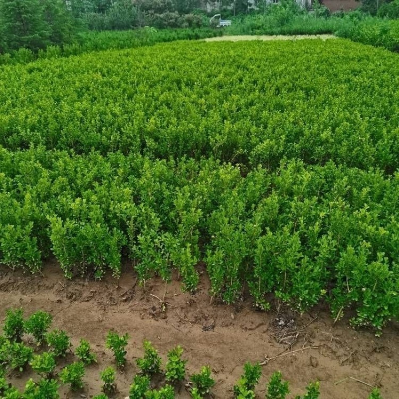 小叶黄杨苗庭院花园篱笆植物四季常青绿植耐寒园林绿化
