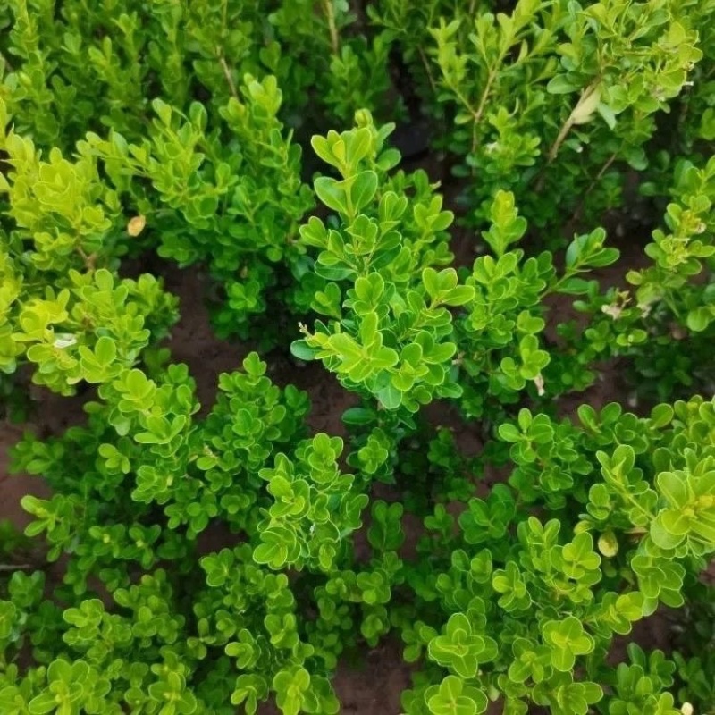 小叶黄杨苗庭院花园篱笆植物四季常青绿植耐寒园林绿化
