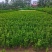 小叶黄杨苗庭院花园篱笆植物四季常青绿植耐寒园林绿化