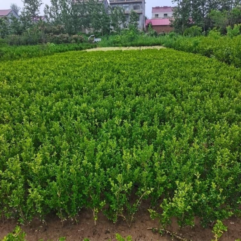 小叶黄杨苗庭院花园篱笆植物四季常青绿植耐寒园林绿化