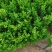 小叶黄杨苗庭院花园篱笆植物四季常青绿植耐寒园林绿化