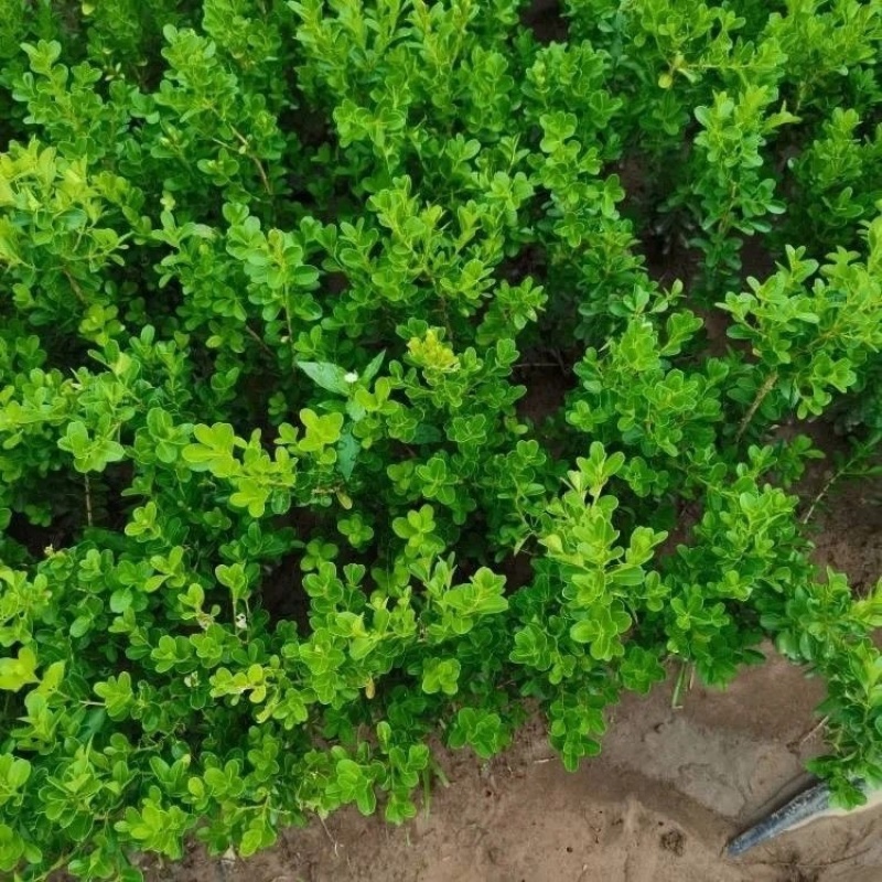 小叶黄杨苗庭院花园篱笆植物四季常青绿植耐寒园林绿化