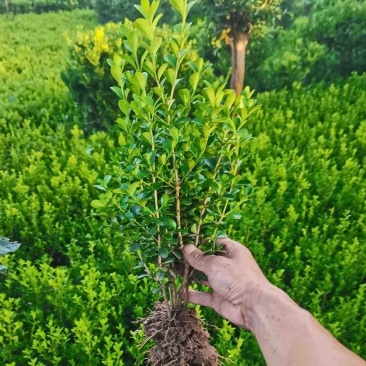 小叶黄杨苗庭院花园篱笆植物四季常青绿植耐寒园林绿化
