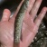 七星鱼苗山斑鱼苗规格齐全成活率高可视频看货欢迎咨询