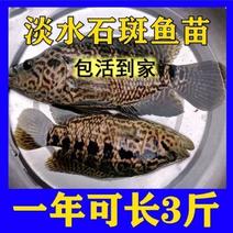 【石斑鱼苗】淡水石斑鱼鱼苗生长快速渔场批发提供技术