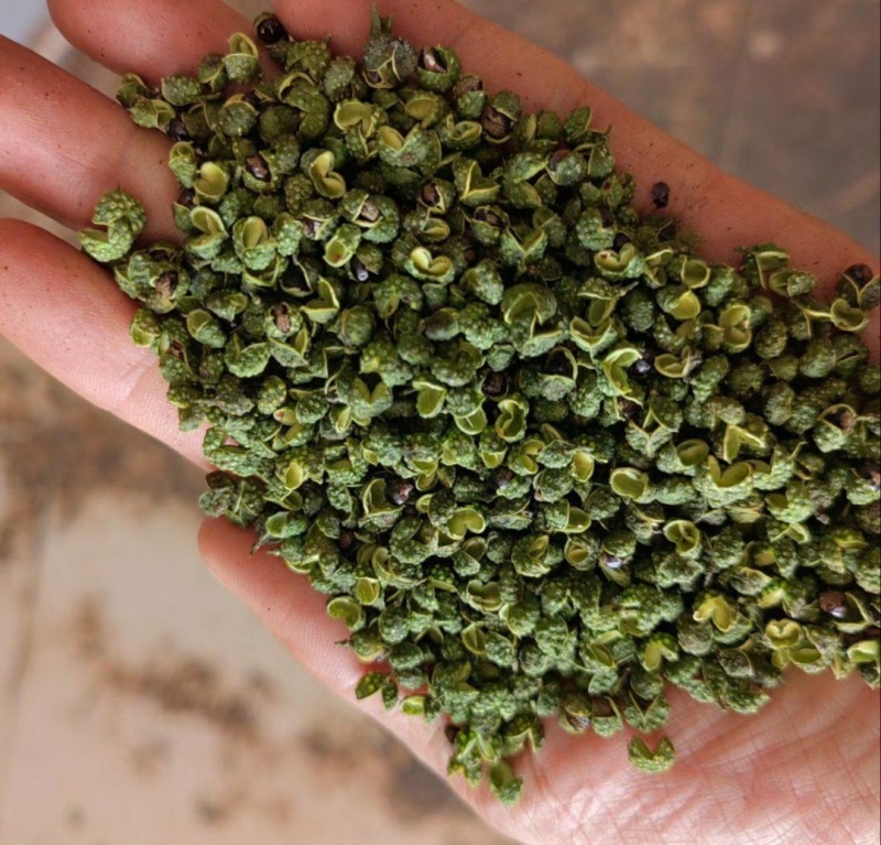【推荐】四川青花椒，一手货源，品质保证，量大价优