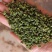 【推荐】四川青花椒，一手货源，品质保证，量大价优
