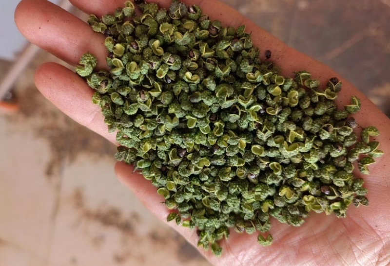 【推荐】四川青花椒，一手货源，品质保证，量大价优