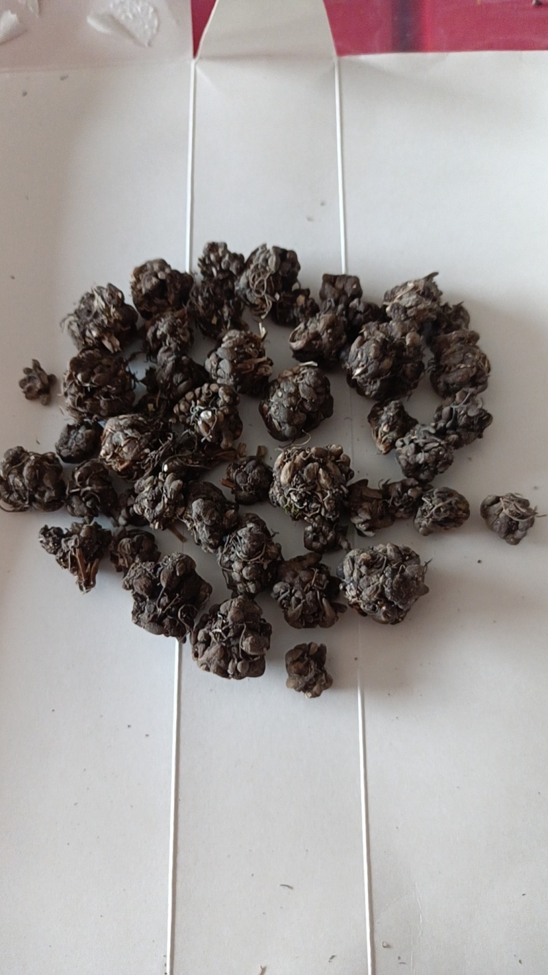 猫爪草水洗两遍大颗粒精品