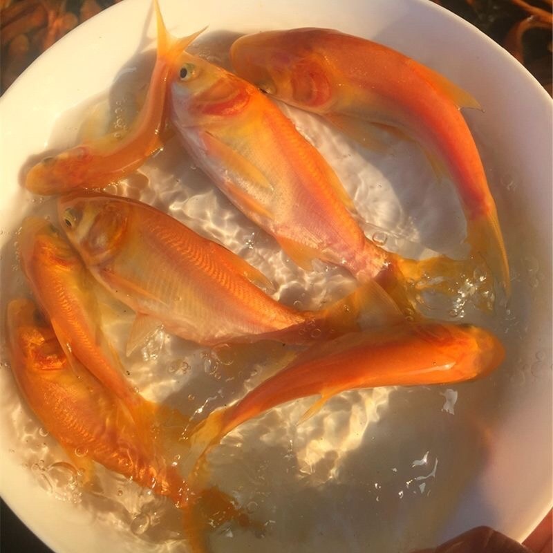 【花鲢鱼苗】金大头苗金丝花鲢苗规格齐全苗场直发
