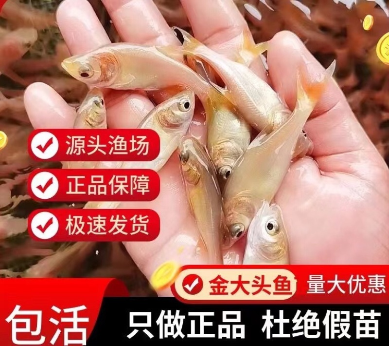 【花鲢鱼苗】金大头苗金丝花鲢苗规格齐全苗场直发