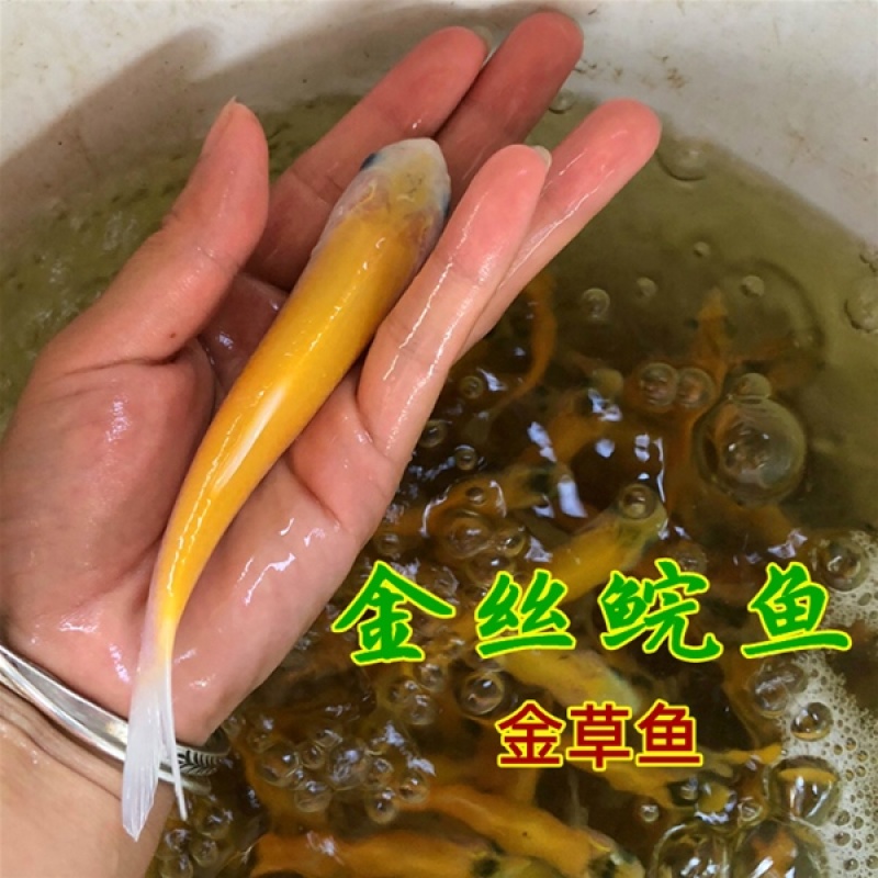 【草鱼苗】黄金草鱼苗俄罗斯草鱼苗规格品种齐全欢迎来电