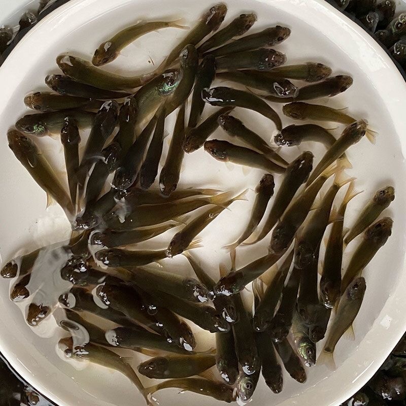 丁桂鱼苗丁劌鱼苗养殖简单成活率高可视频实地看货