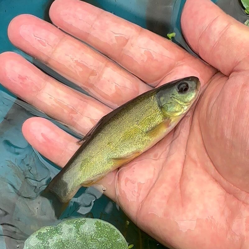 丁桂鱼苗丁劌鱼苗养殖简单成活率高可视频实地看货