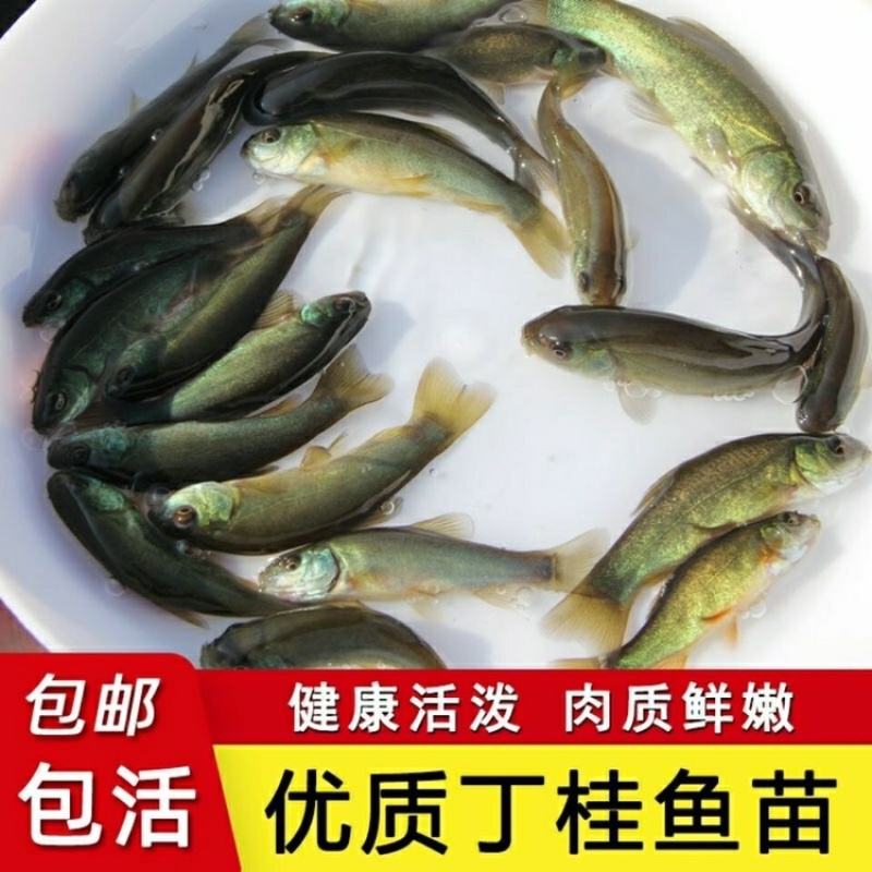 丁桂鱼苗丁劌鱼苗养殖简单成活率高可视频实地看货