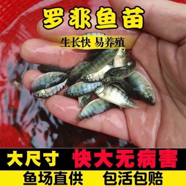 【罗非鱼苗】脆肉罗非苗耐高温快大料比低苗场直发