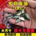 【罗非鱼苗】脆肉罗非苗耐高温快大料比低苗场直发