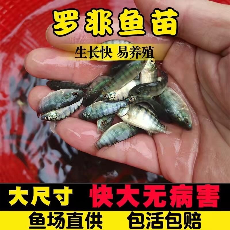 【罗非鱼苗】脆肉罗非苗耐高温快大料比低苗场直发