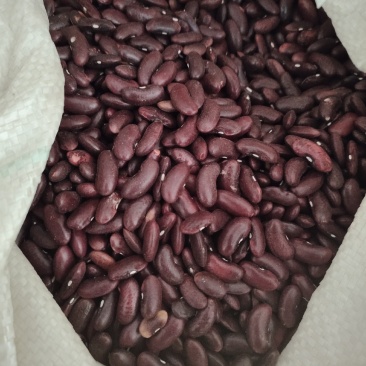 红腰豆云南红腰豆红豆