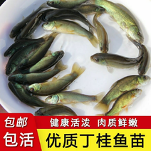 丁桂鱼苗品相好养殖简单成活率高杂食性鱼类提供技术