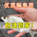 鳊鱼苗三角魴鱼苗武昌鱼苗边鱼苗规格齐全量大从优