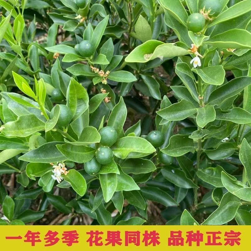 广西脆蜜金桔稼接苗，成活率高产地直发欢迎老板电联