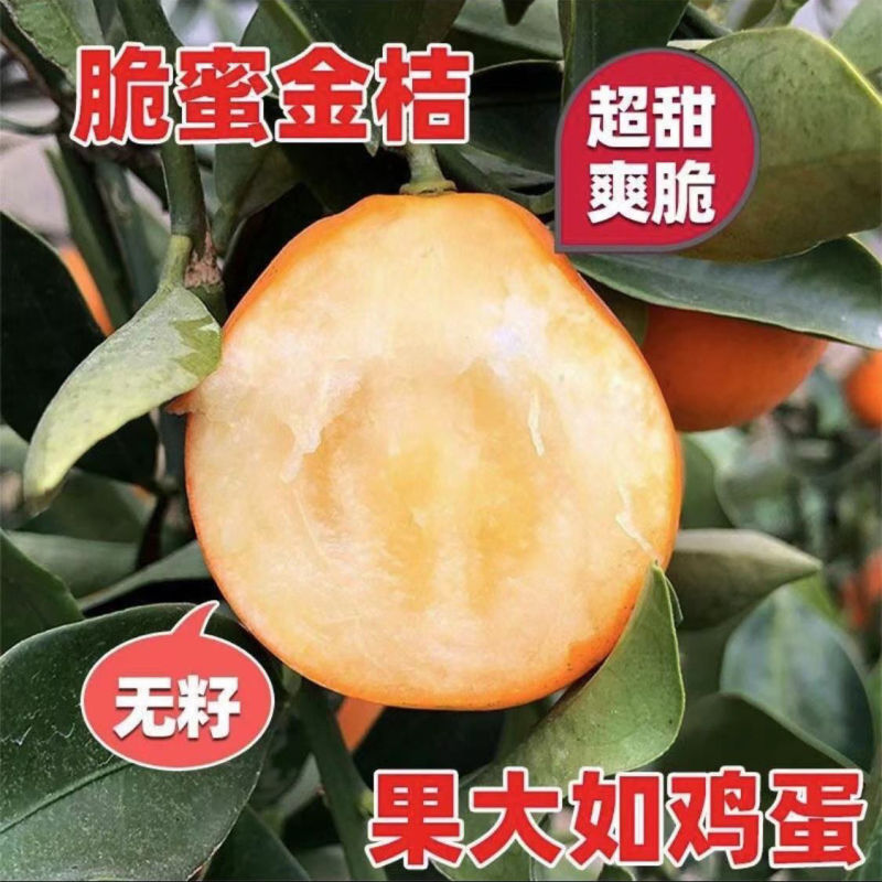 广西脆蜜金桔稼接苗，成活率高产地直发欢迎老板电联
