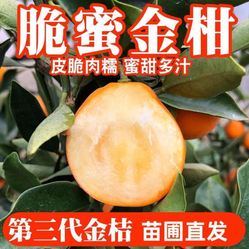 广西脆蜜金桔稼接苗，成活率高产地直发欢迎老板电联