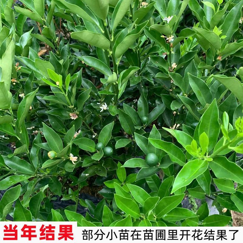 广西脆蜜金桔稼接苗，成活率高产地直发欢迎老板电联