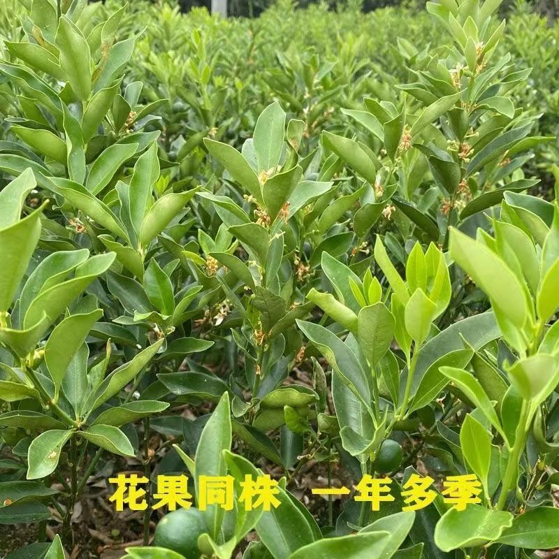 广西脆蜜金桔稼接苗，成活率高产地直发欢迎老板电联