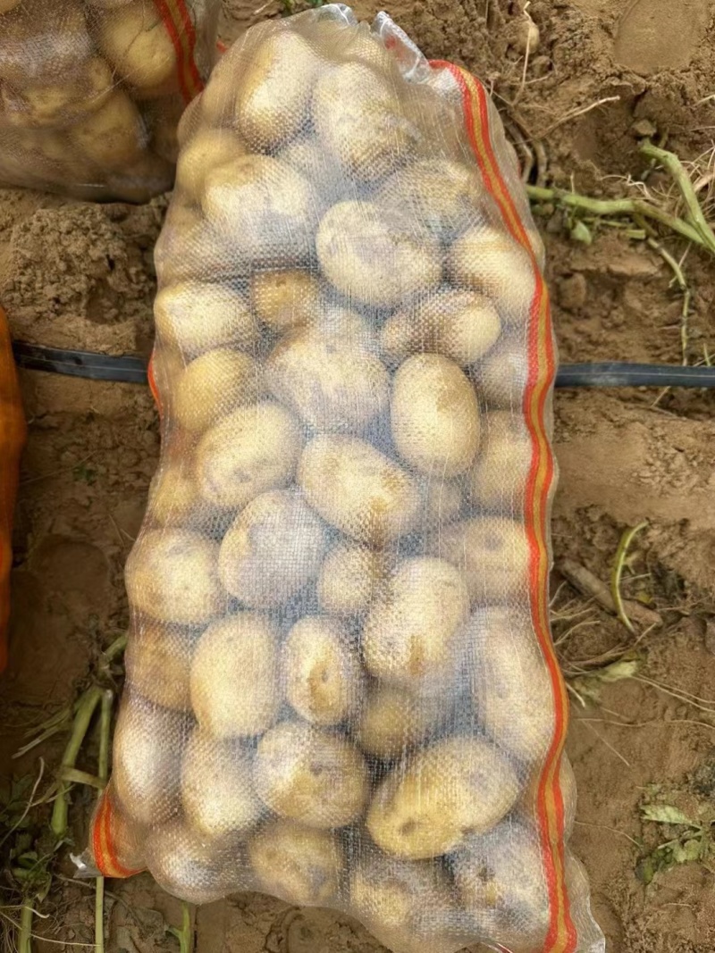 精品新土豆沃土五号大量上市，产地直发，欢迎来电