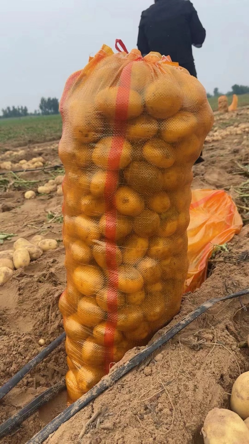 精品新土豆沃土五号大量上市，产地直发，欢迎来电