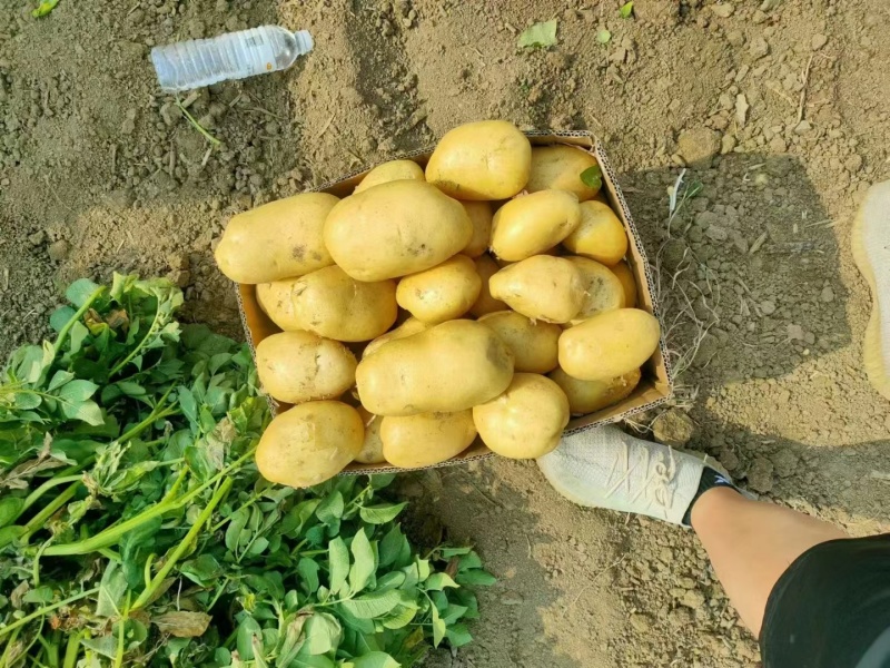 精品新土豆沃土五号大量上市，产地直发，欢迎来电