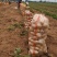 精品新土豆沃土五号大量上市，产地直发，欢迎来电